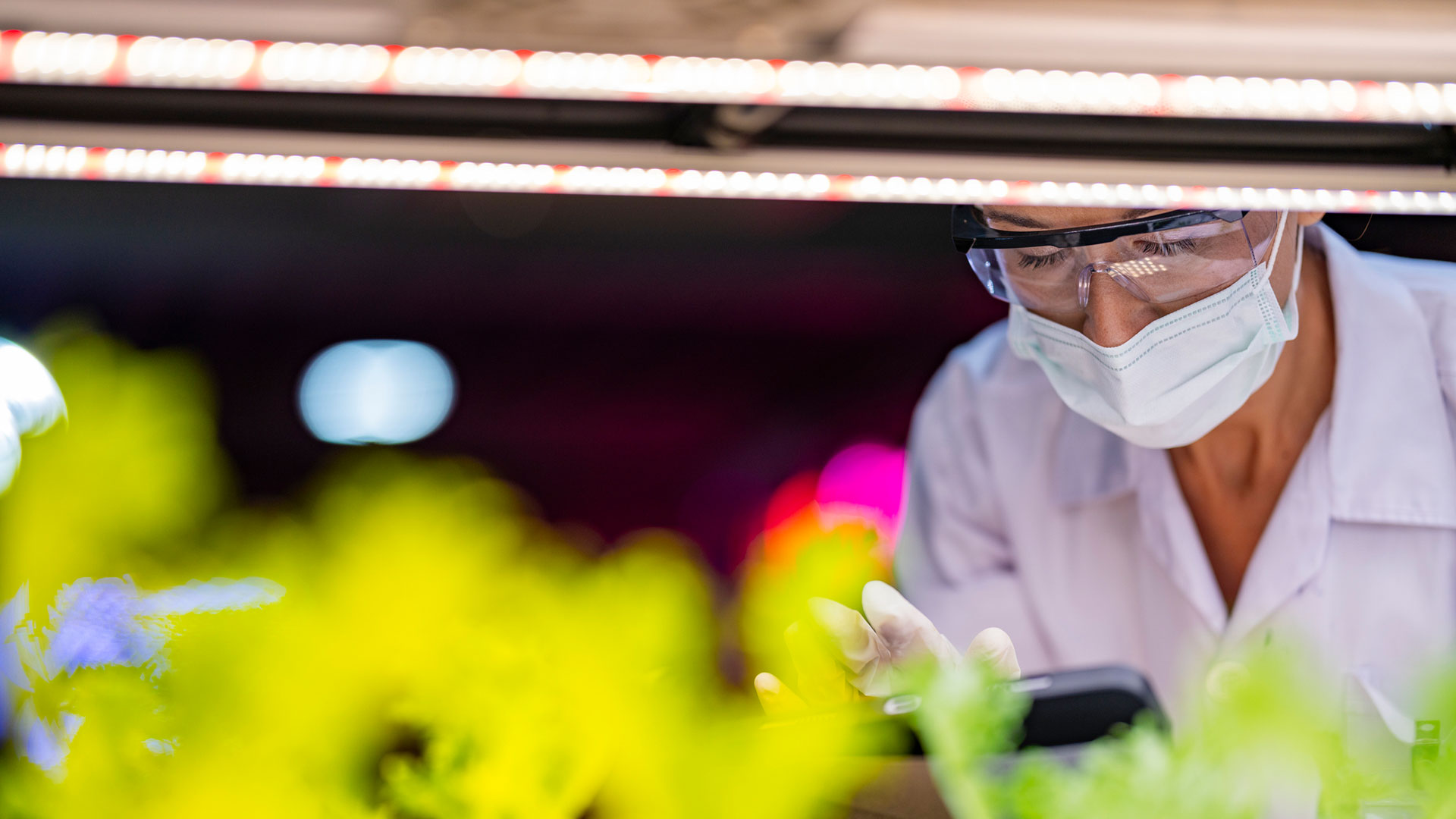 A scientist in a mask, goggles, and hairnet closely examines green plants in a lab setting. 
